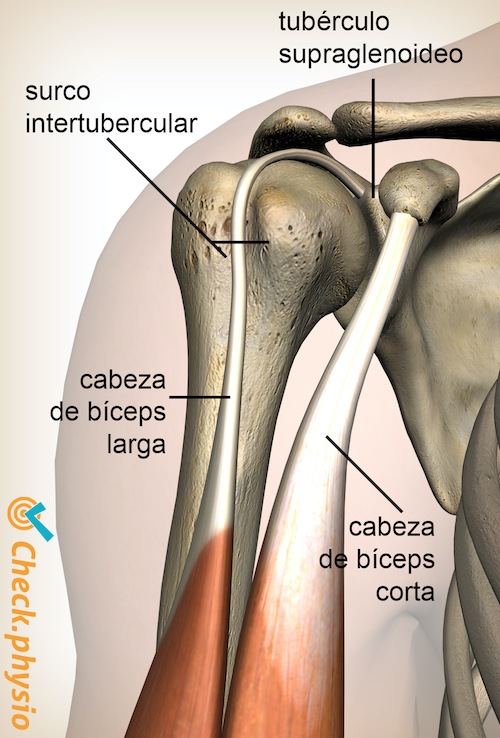 hombro surco intertubercular tubérculo supraglenoideo bíceps braquial caput longum cabeza larga caput brevis cabeza corta
