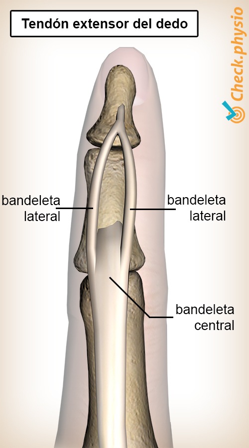 dedo bandeletas del tendón extensor bandeleta lateral central