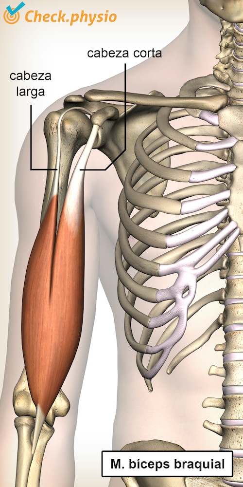 parte superior del brazo bíceps braquial cabeza larga (caput longum) cabeza corta (caput brevis) anatomía delantera