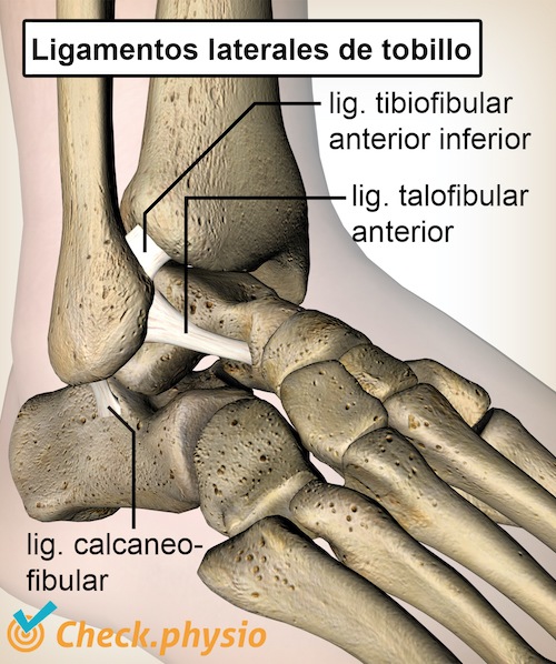 tobillo talofibular calcaneofibular ligamentos tibiofibular anatomía